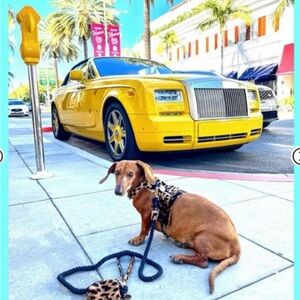 Leopard Print Dog Harness and Leash Set